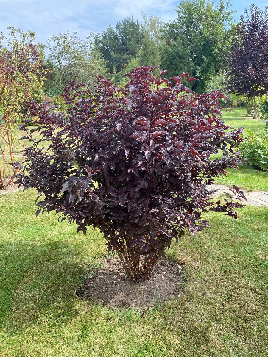 Пузыреплодник дьяболо