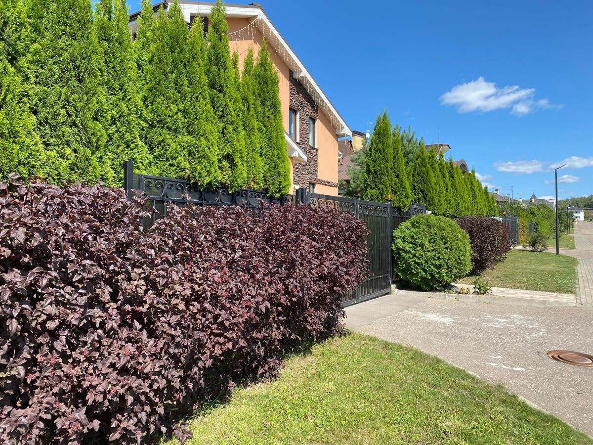 Туи + пузыреплодник дьяболо стриженый