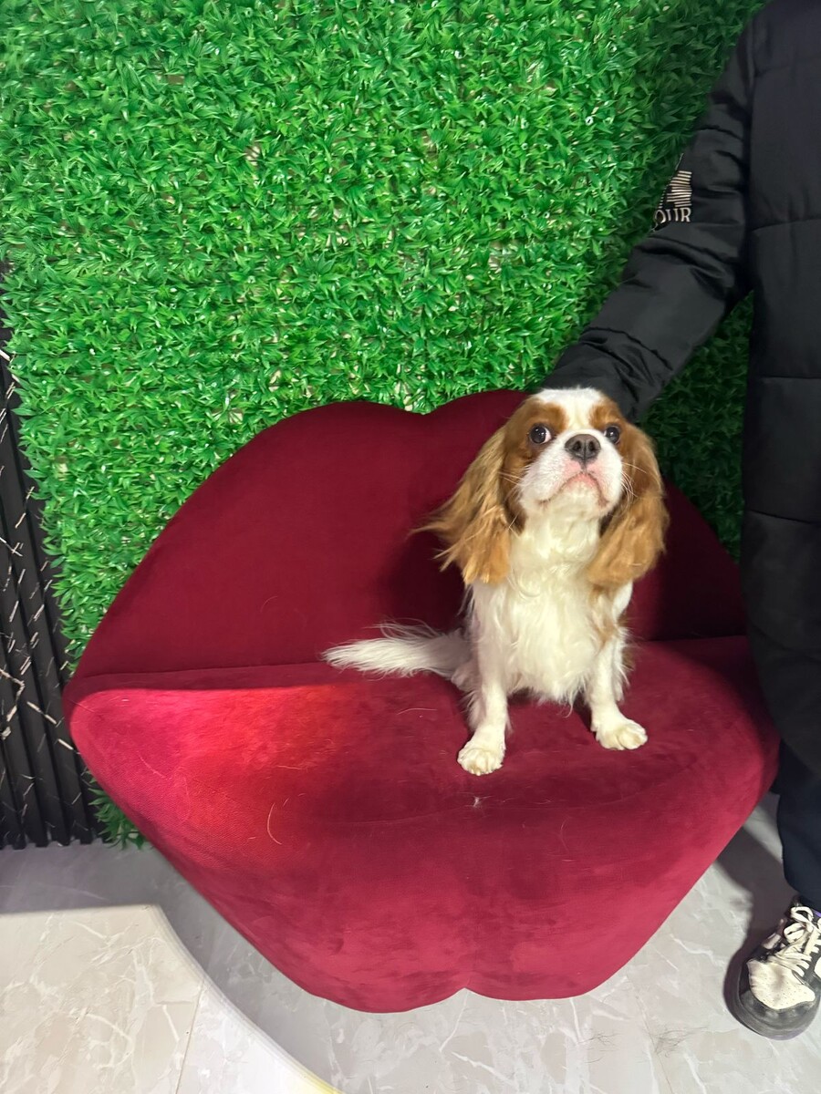  Кокер-спаниели — обладатели роскошной шерсти и выразительного взгляда, которые требуют особого внимания к уходу. В нашем груминг-салоне мы знаем все тонкости работы с этой породой, чтобы ваш питомец выглядел ухоженно и чувствовал себя комфортно.   Основные этапы ухода:  1.Стрижка и оформление шерсти   — Аккуратно подравниваем шерсть на корпусе, сохраняя естественные линии породы.     — Удаляем излишки волос между подушечками лап и вокруг ушей для гигиены и эстетики.     — Формируем «юбку» и филировку в области груди, если это соответствует предпочтениям хозяина.  2. Уход за ушами   — Очищаем ушные раковины от загрязнений, предотвращая риск воспалений.     — Аккуратно выстригаем шерсть внутри ушей для улучшения вентиляции.  3. Гигиенические процедуры   — Купание с использованием мягких шампуней, подходящих для длинной шерсти.     — Сушка феном с охлажденным воздухом, чтобы избежать перегрева.     — Стрижка когтей и обработка кожи вокруг них.  Почему стоит доверить груминг нам?  — Опыт с породой: Мы учитываем особенности структуры шерсти кокер-спаниелей и их склонность к образованию колтунов.  — Безопасность: Все инструменты проходят дезинфекцию, а процедуры проводятся с учетом темперамента собаки.  — Индивидуальный подход Предлагаем классическую или облегченную стрижку, исходя из образа жизни вашего питомца.   Советы между визитами:  — Регулярно расчесывайте шерсть металлическим гребнем, чтобы предотвратить колтуны.  — Проверяйте уши питомца после прогулок и своевременно очищайте их.  Запишитесь на груминг для вашего кокер-спаниеля, чтобы подчеркнуть его природную элегантность и обеспечить здоровье кожи и шерсти.