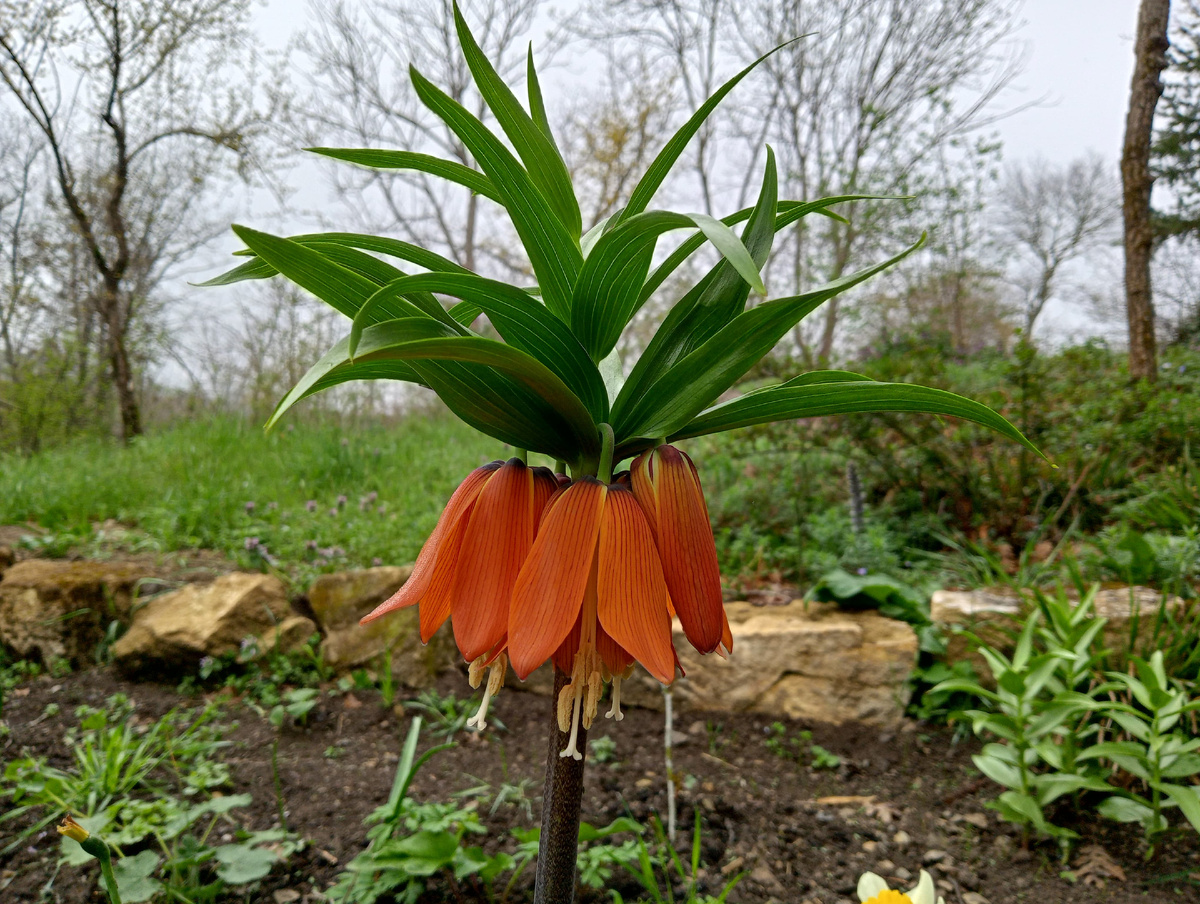 Императорская корона