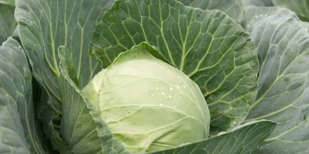 Готовлю особую смесь для белокочанной капусты из 5 компонентов. Деревенский рецепт помог собрать 100 кг с участка 15 квадратных метров