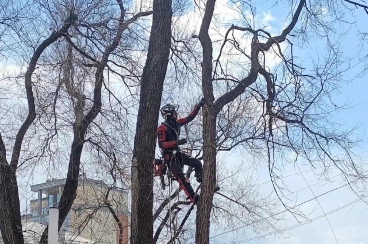    Власти Владивостока очищают парки от сухих и больных деревьев