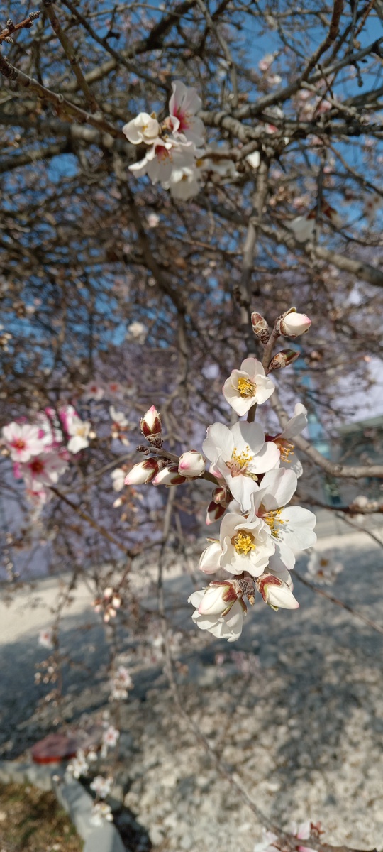 Цветение миндаля в марте 2025 года. Севастополь 