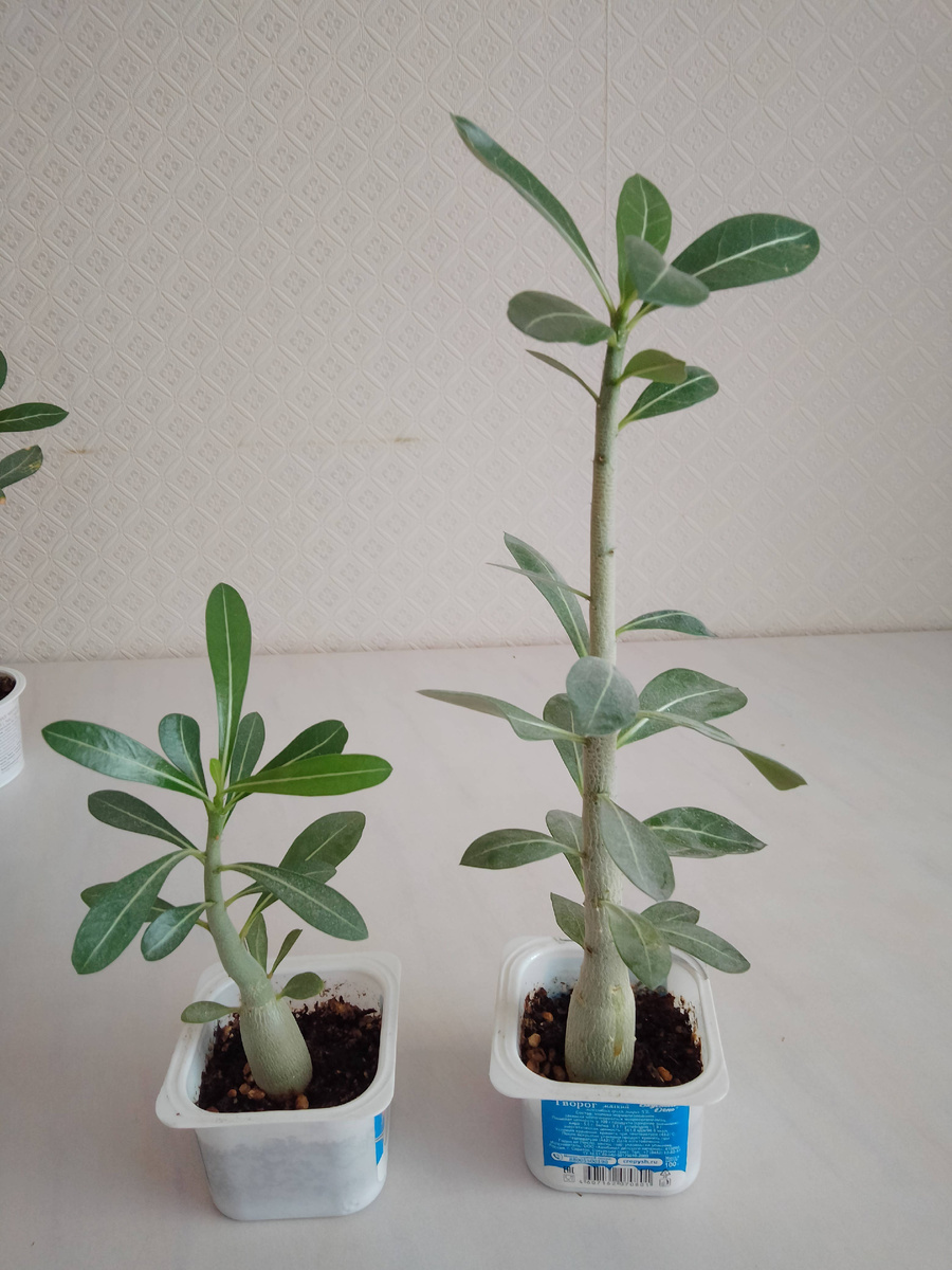 Сладкая парочка. Слева - адениум Жена Поэта, справа - адениум Сомалийский. Фото автора