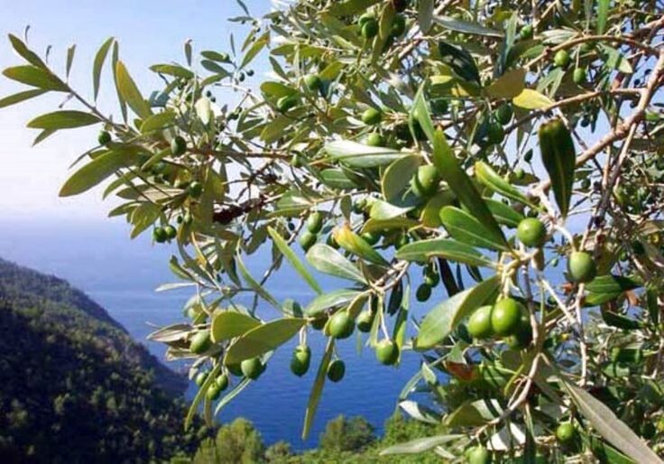 Лично мне греческие оливки нравятся намного больше испанских