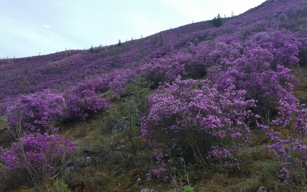 Цветение "Алтайской Сакуры" — весенний тур на Алтай на 5 дней