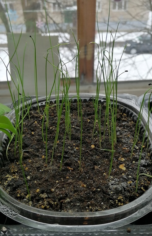 Сорт Победитель