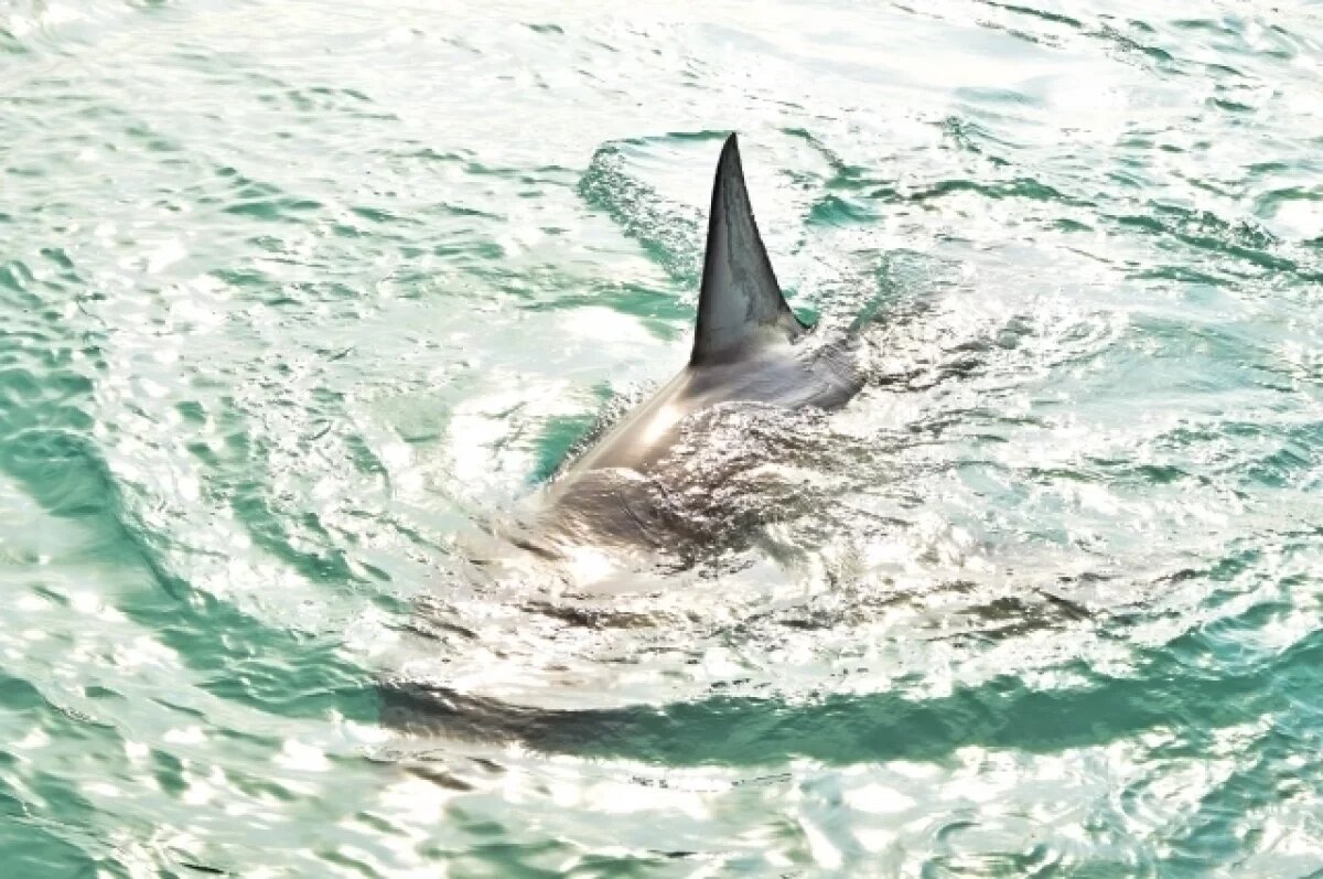    В Таиланде на двух россиян напала акула