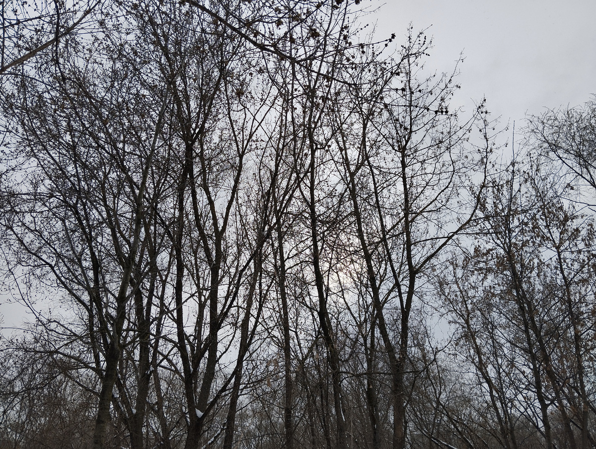 Весна. Апрель в Отрадном. Парк на Яузе. ЗДЕСЬ и далее фото автора и(или) из личного архива автора, если не указано иначе.