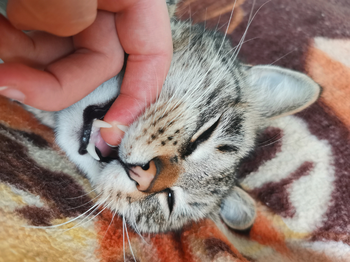 Семен любит зубки показывать