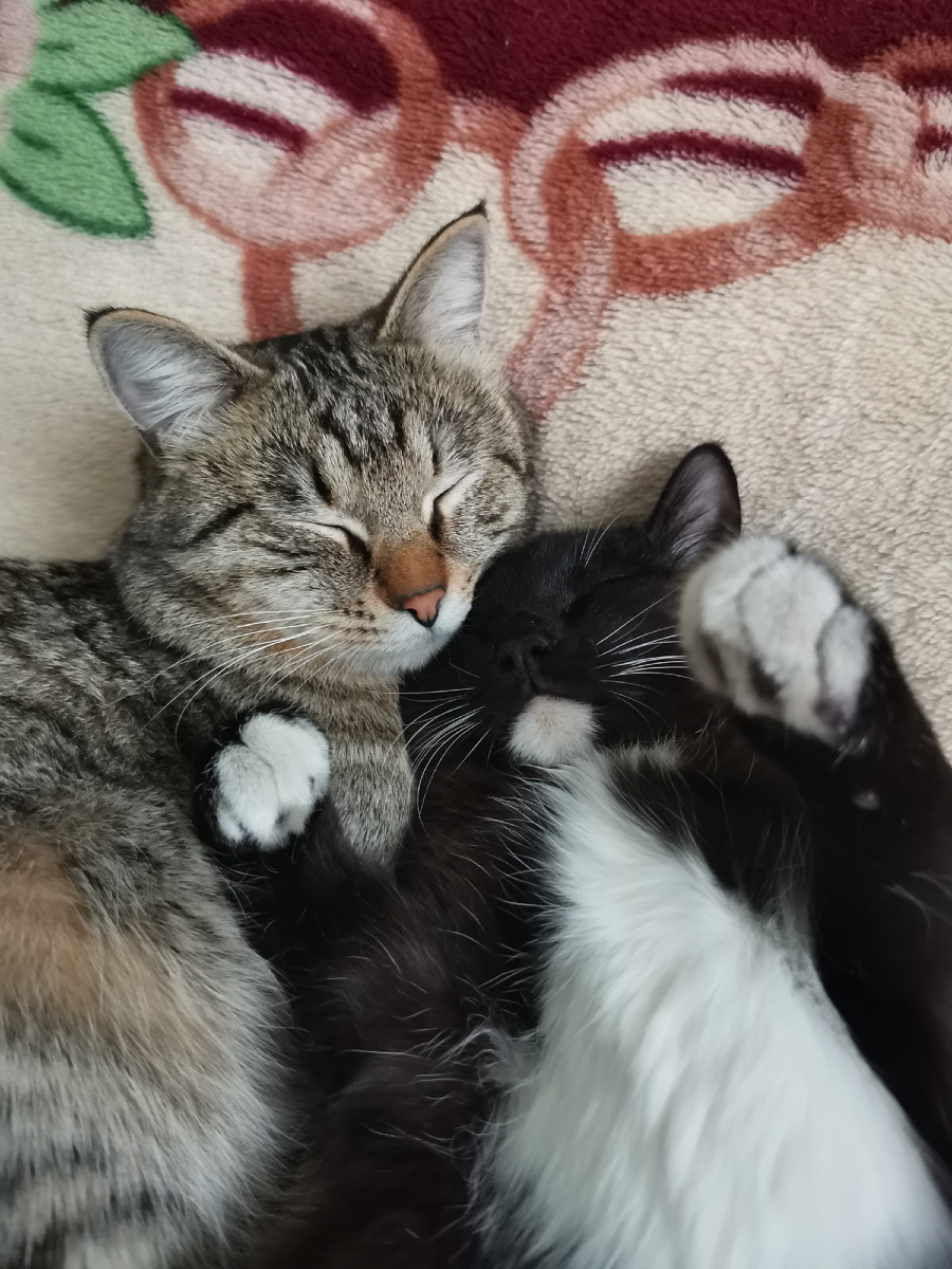 (на фото Семе 1,5 года, Кеше пол года)