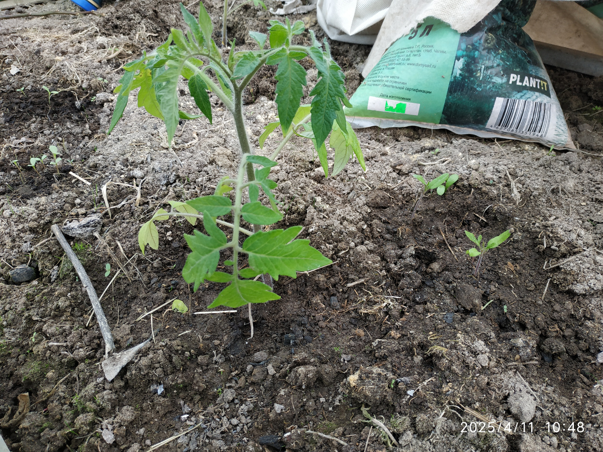Томат Феня уже 2 недели в холод живёт в теплице, а рядом ещё 2 показалось