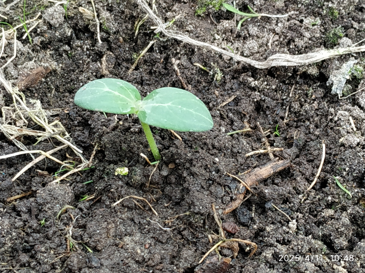 Огурец Директор продержался целую неделю.