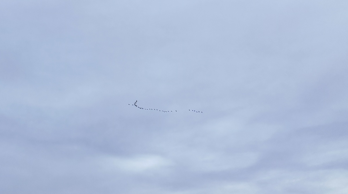 Но, утки, мне кажется, уже давно прилетели.