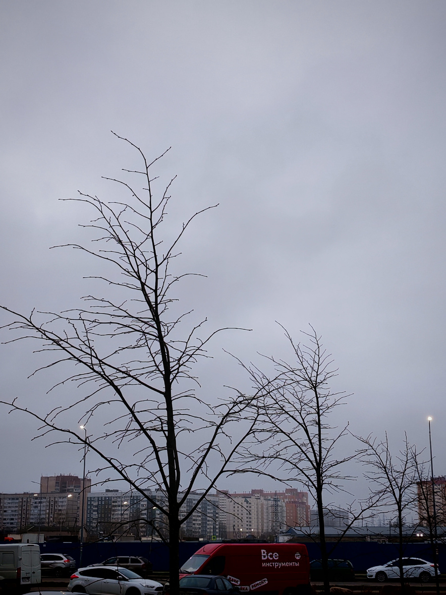 Когда-нибудь здесь будет красивая липовая аллея.