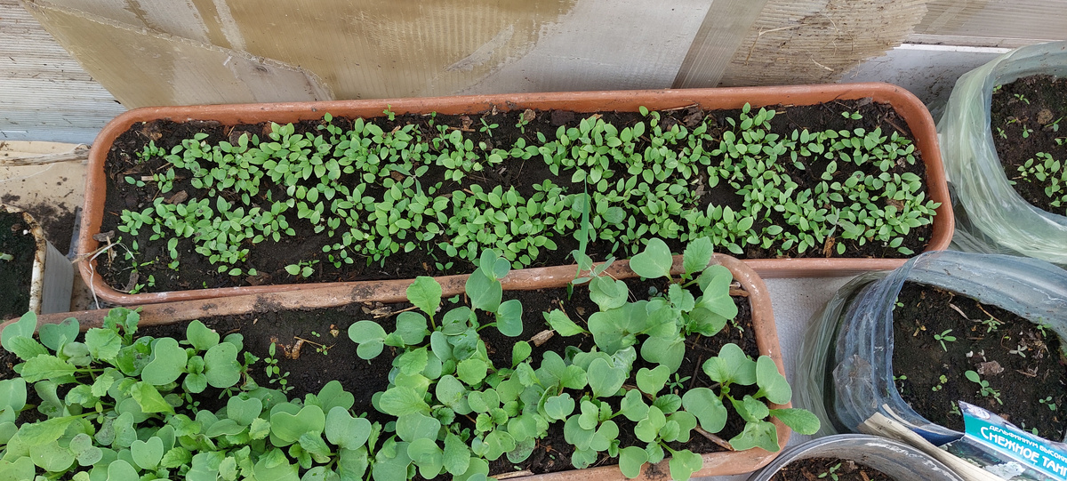  Так их много! Даже не представляю, как мы их будем пикировать. И тары нужно много и времени тоже. Но для опыта с внуками чего только не сделаешь! Постараемся уж как-то и их рассадить. Это же сколько красоты-то и у нас будет, и у тех, кто купит нашу рассаду, вырастет  целое "ГОЛУБОЕ НЕБО". Соберу я все-таки субботник по их пересадке для последующего выращивания и продажи. Договаривались с внуками учиться денежки зарабатывать.