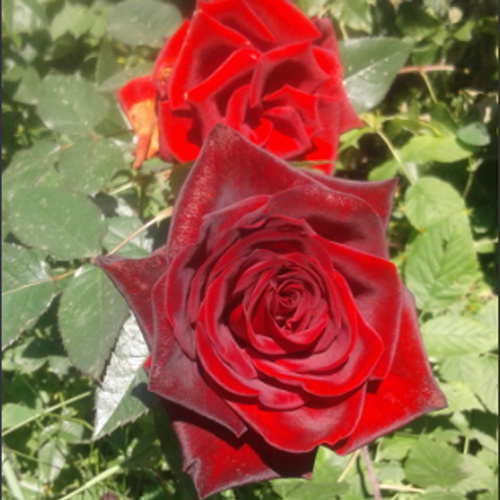 Уход за розами