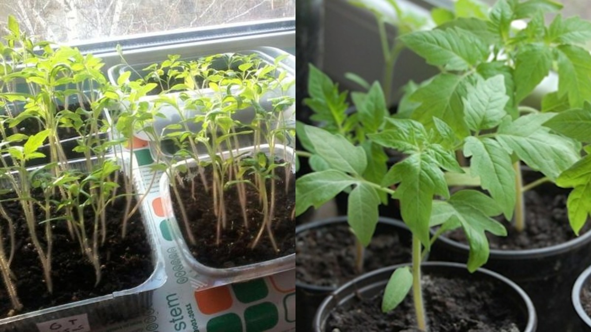 Результат выращивания через 3 недели: слева - обычный метод, справа - по народным приемам