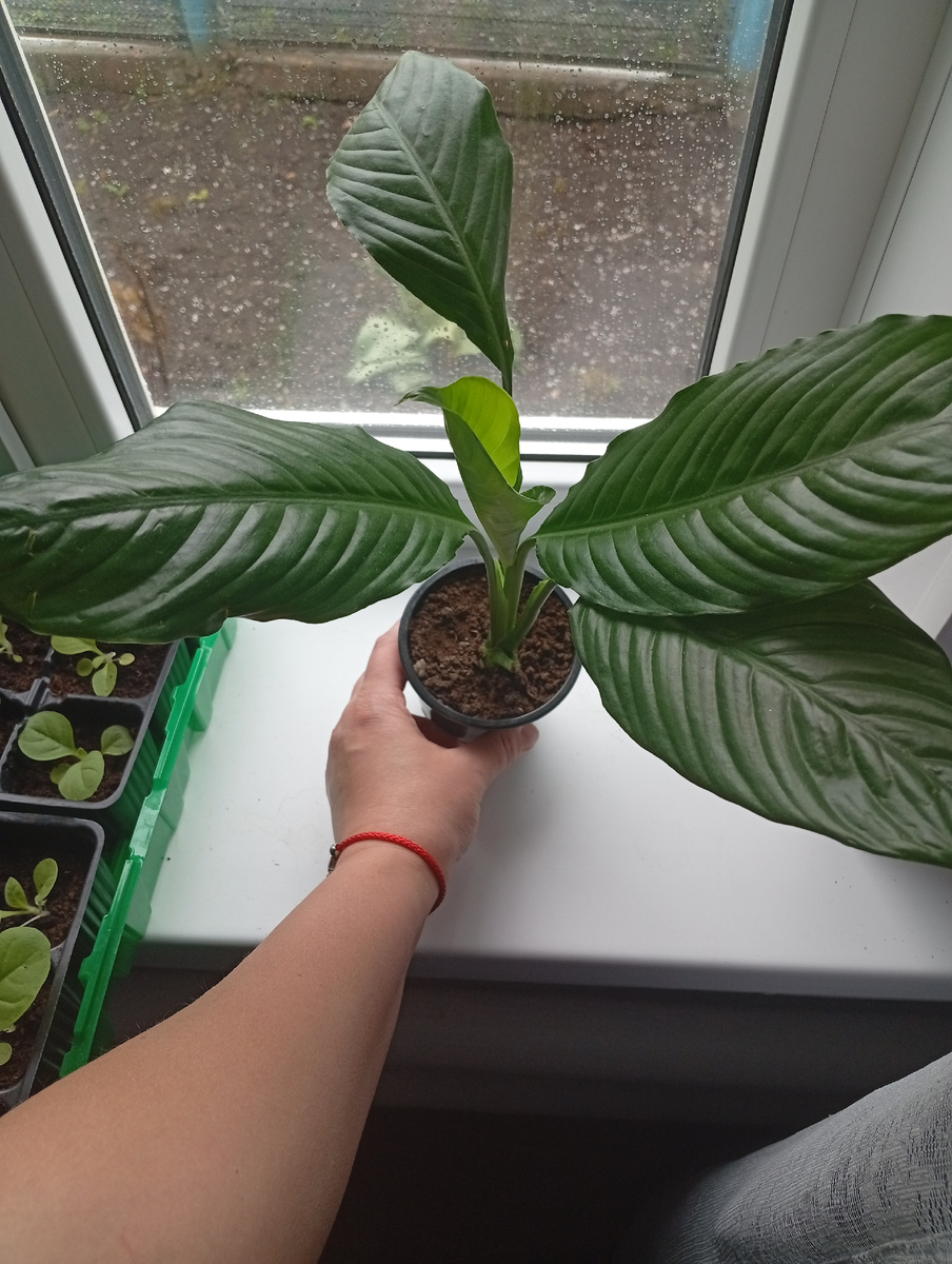 Спатифиллум