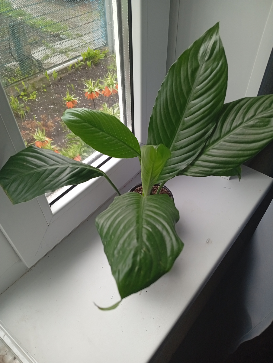 "Женское счастье"