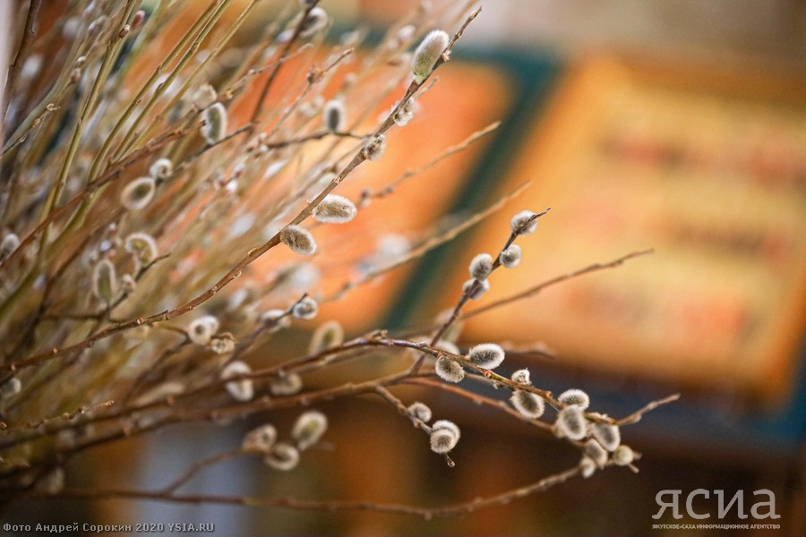 Фото: Андрей Сорокин, ЯСИА