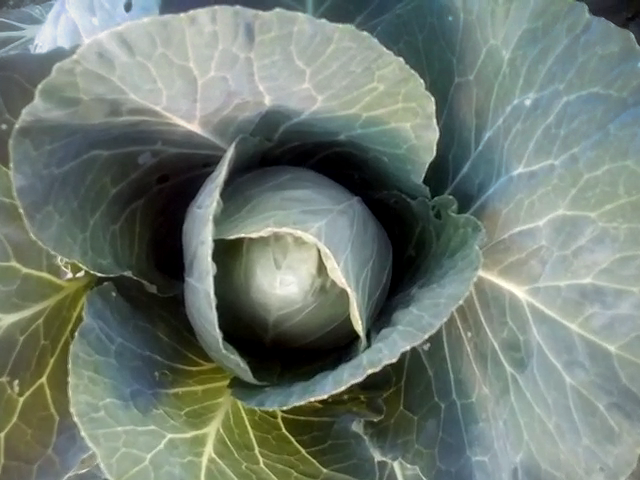 Сорт Карамба F1, 2022 г.