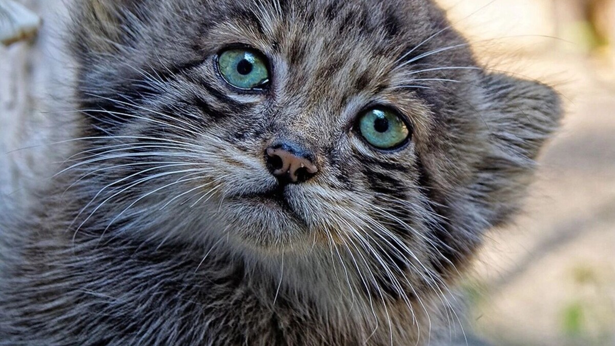     Источник: Новосибирский зоопарк