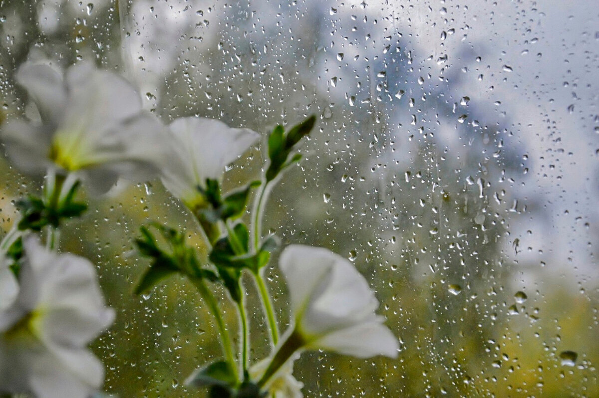 Из открытого доступа