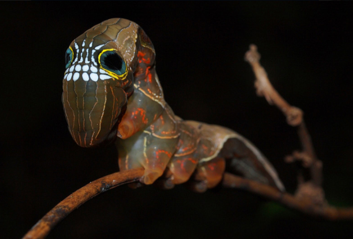 Все изображения взяты из открытого источника