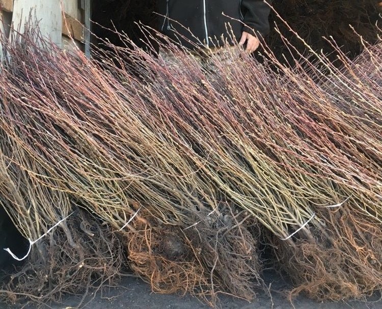    Полный курс по покупке саженцев плодовых весной для начинающих