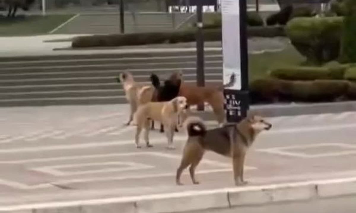    Скриншот видео t.me/our_ustlabinsk01