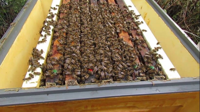 пчелы после зимовки на воле