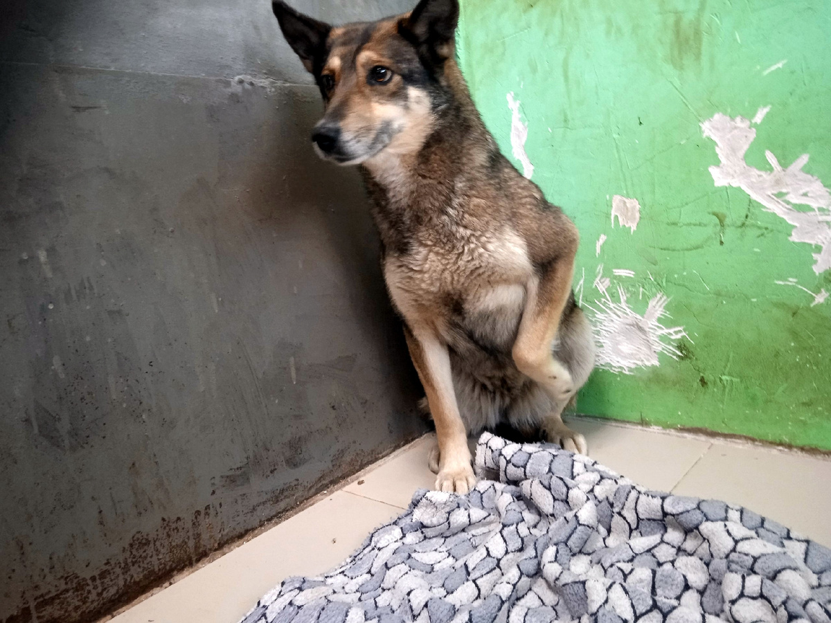 Найда не любит общение с людьми