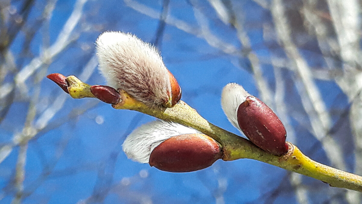 Так верба стала не только символом весны, но и напоминанием о том, как важно не забывать о своём внутреннем очищении.