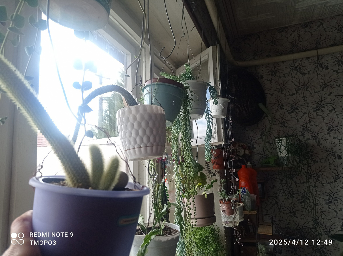 обезьяньи хвосты