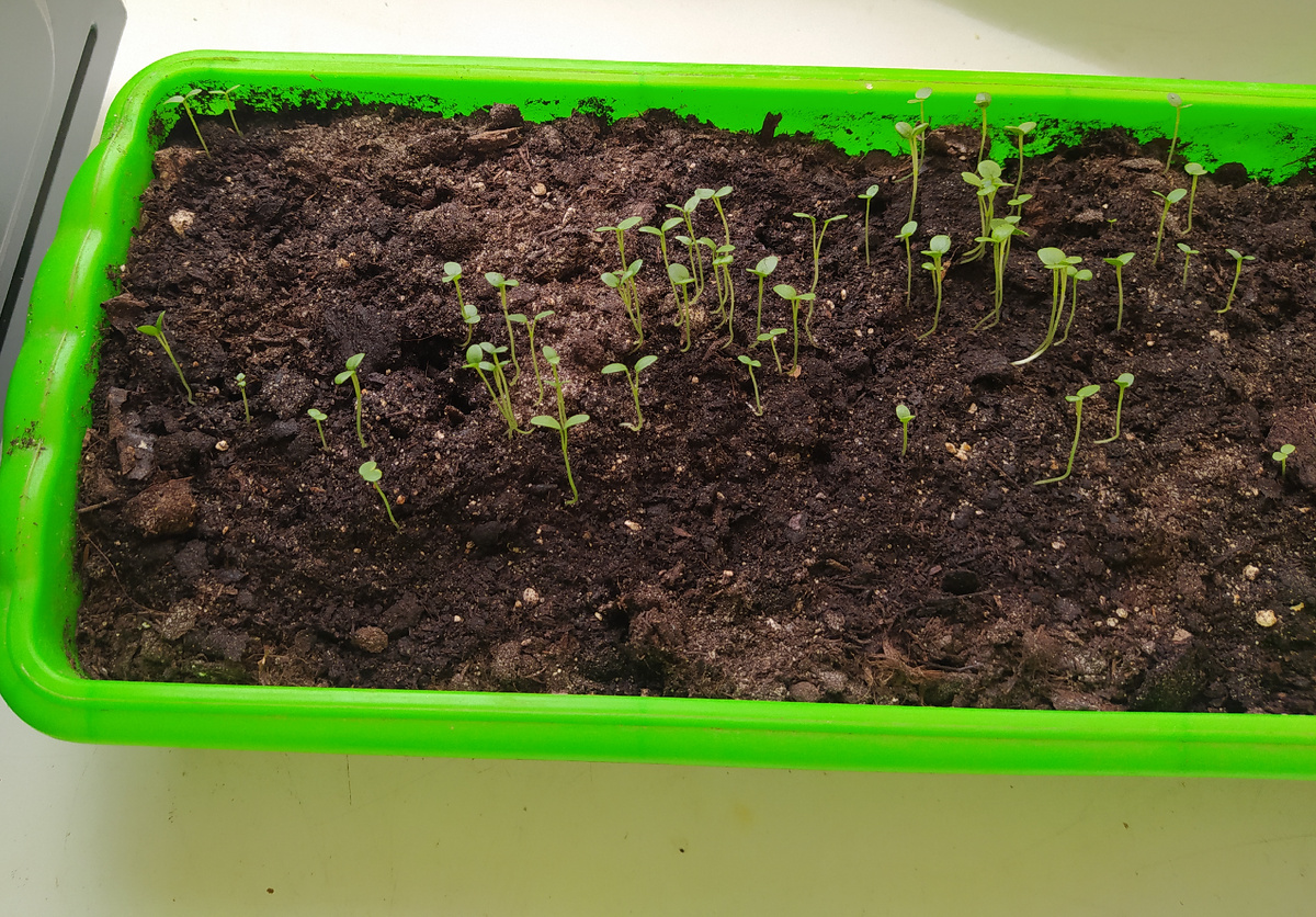 Анютины глазки (Виола) наши первые всходы 