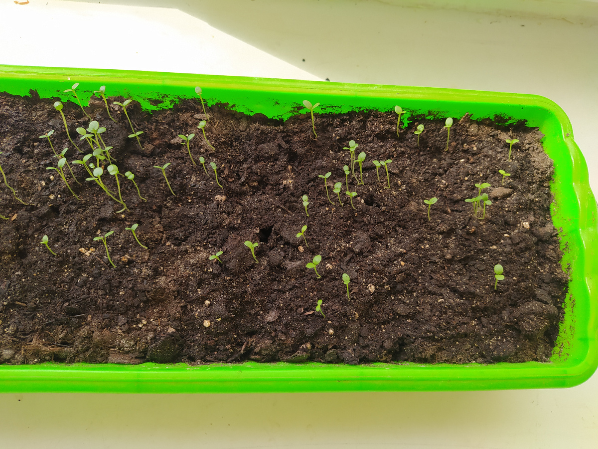 Анютины глазки (Виола) наши первые всходы 