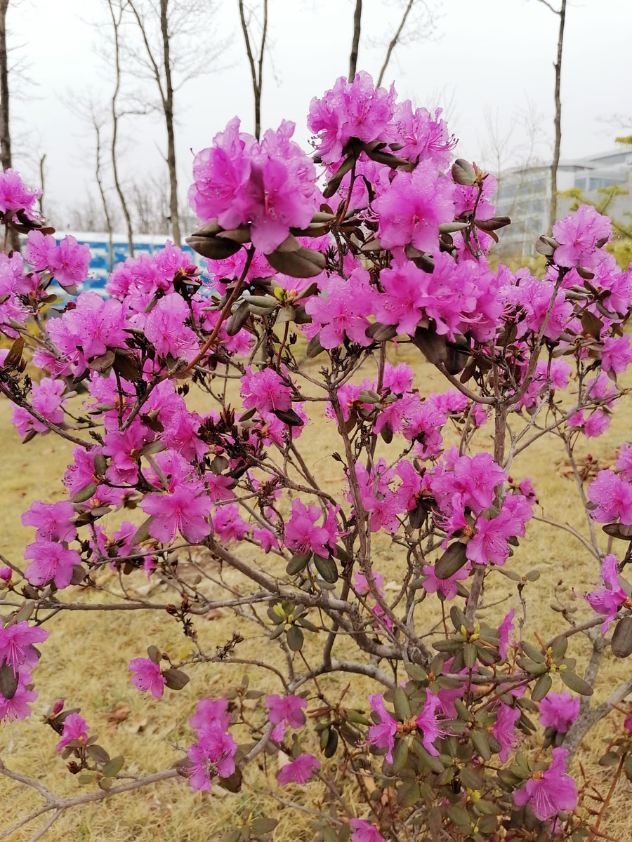 Рододендрон или дальневосточный багульник. Фото автора.
