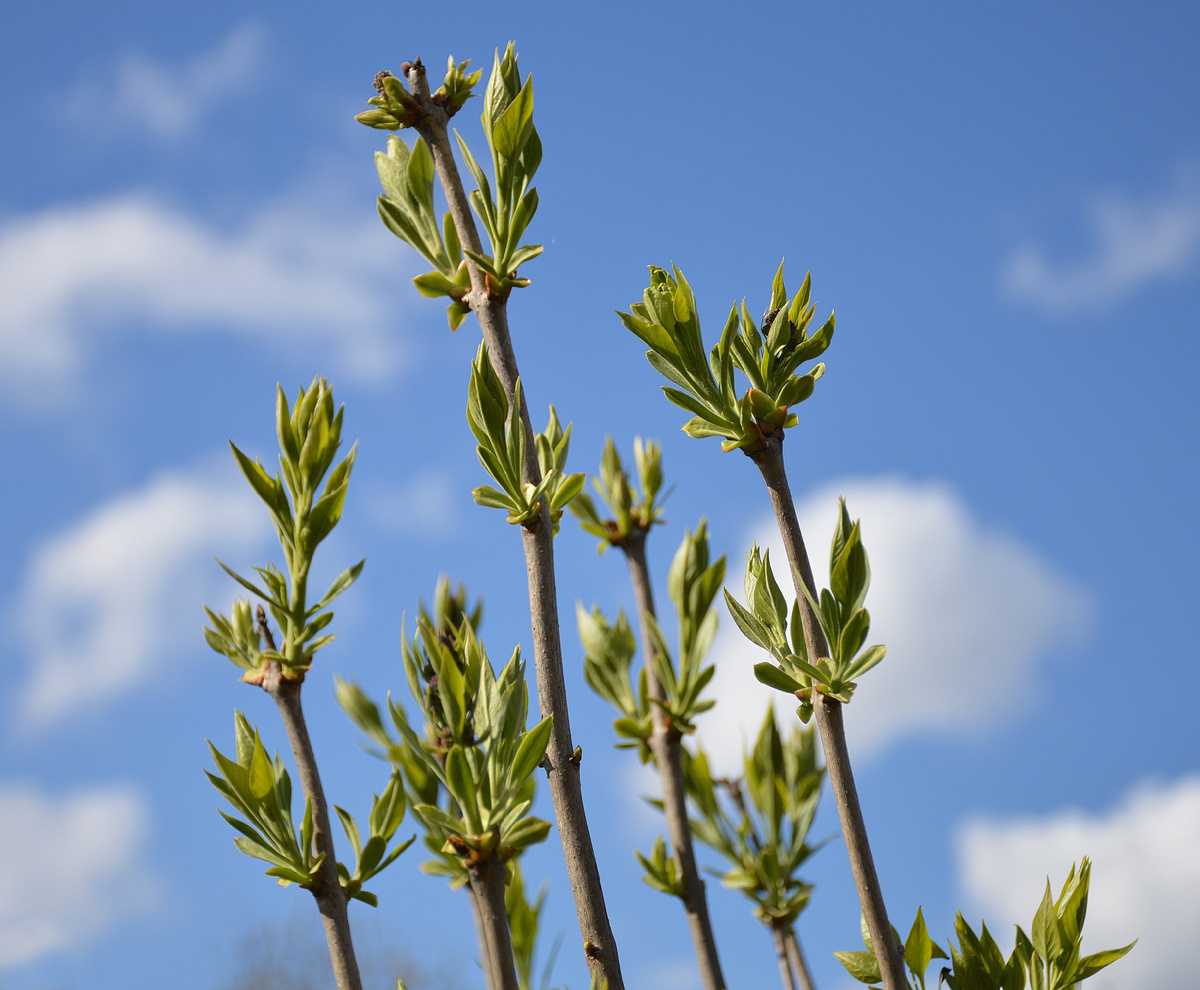 Сирень. Все фотографии в статье мои