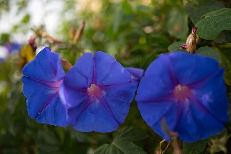    Этот вьюнок Ipomoea tricolor запрещен / Фото: freepik.com