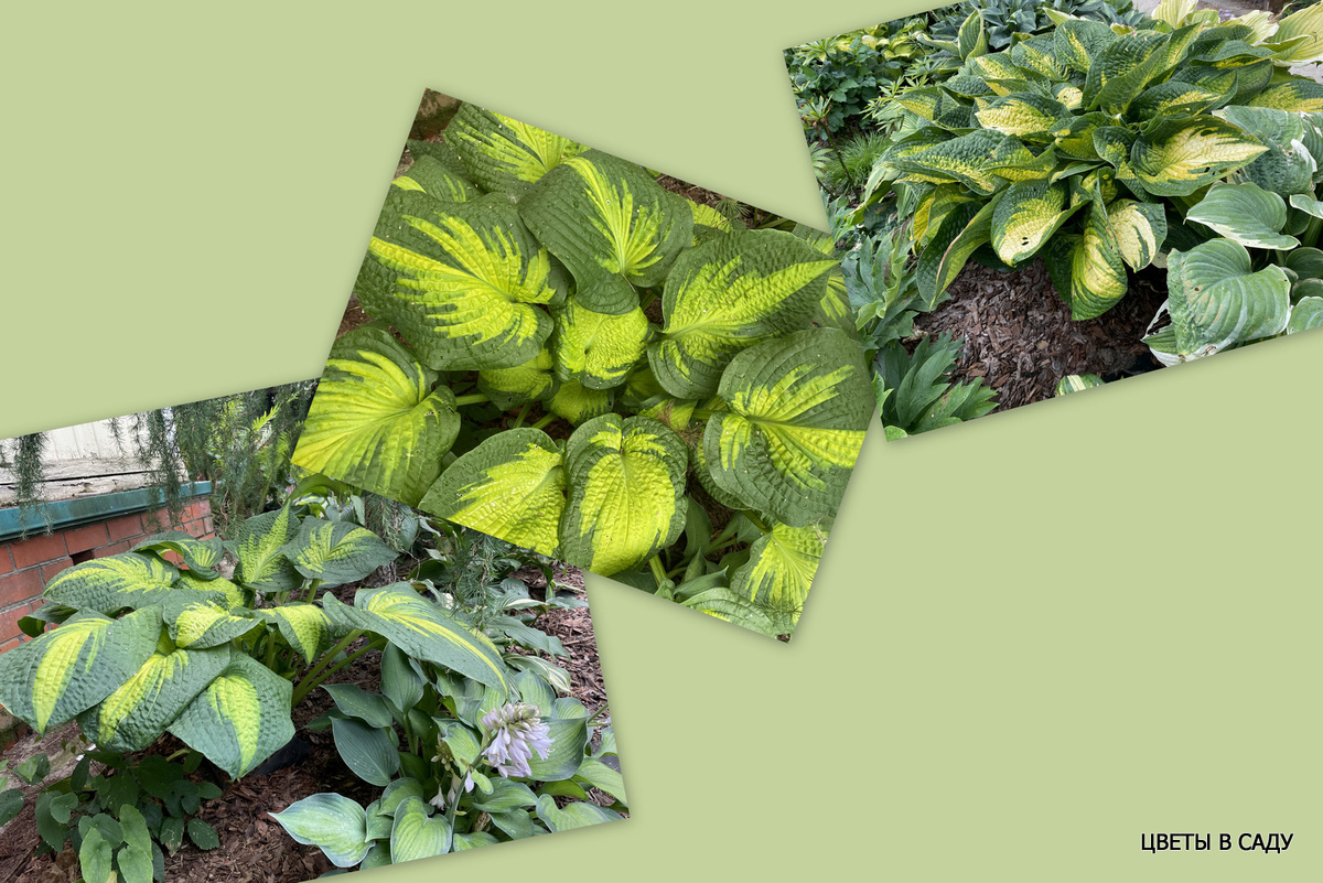 Вот они три красавицы снизу вверх: Broter Stephan, Paradigm,  Allegator Alley