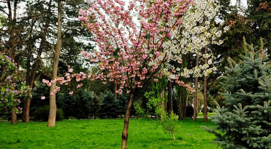 Канзан и обыкновенная. 