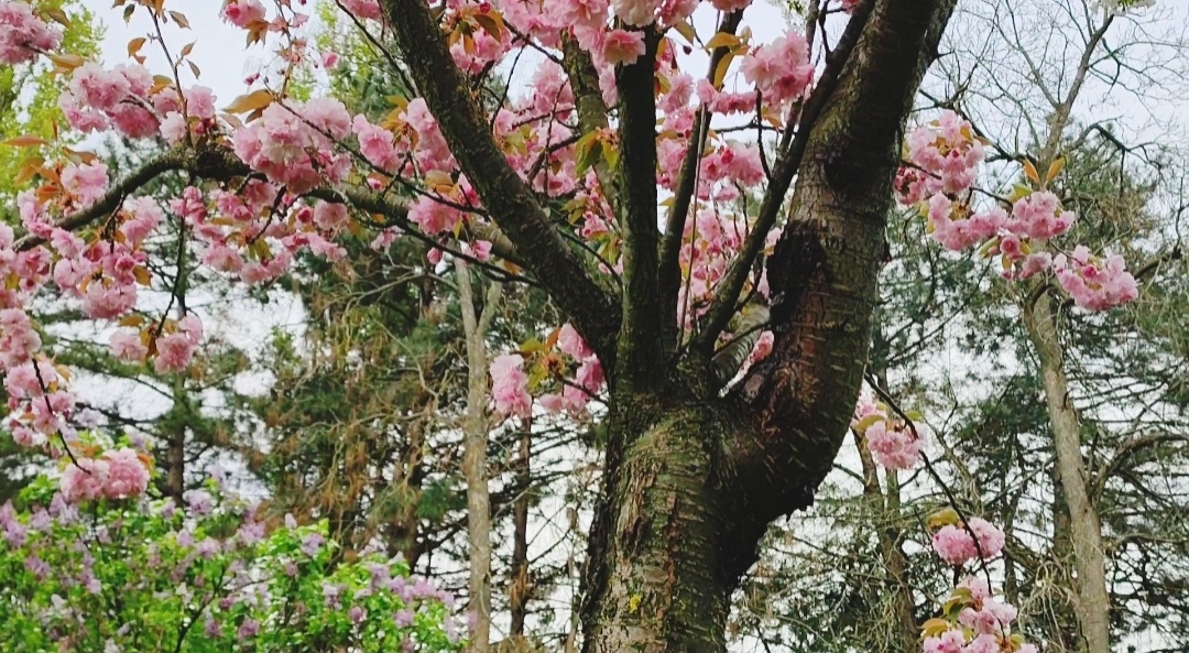 Вот такой ствол дерева