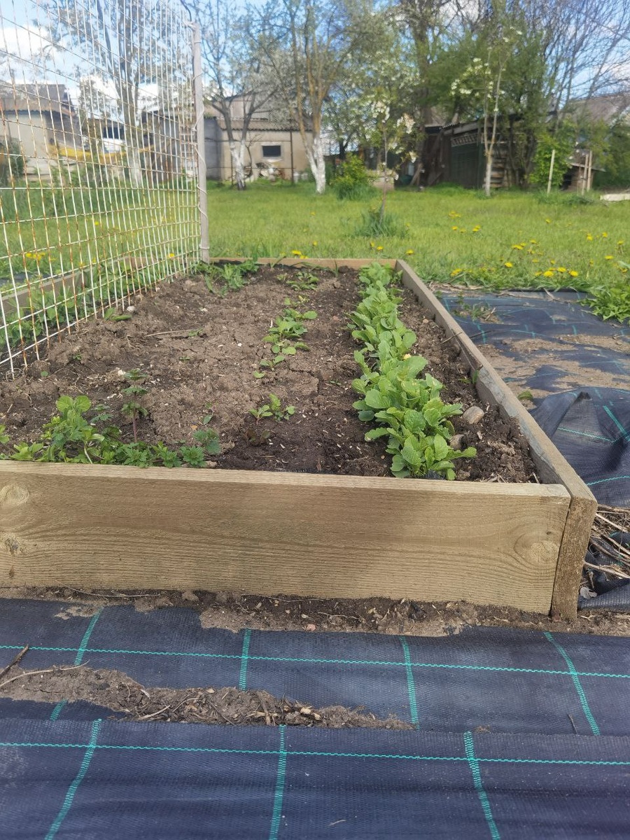 Вот такие прекрасные грядочки