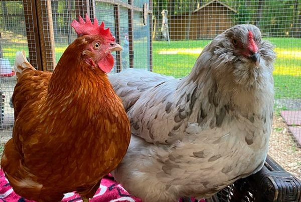 Почему куры дерутся между собой – причины и способы помирить ❣️