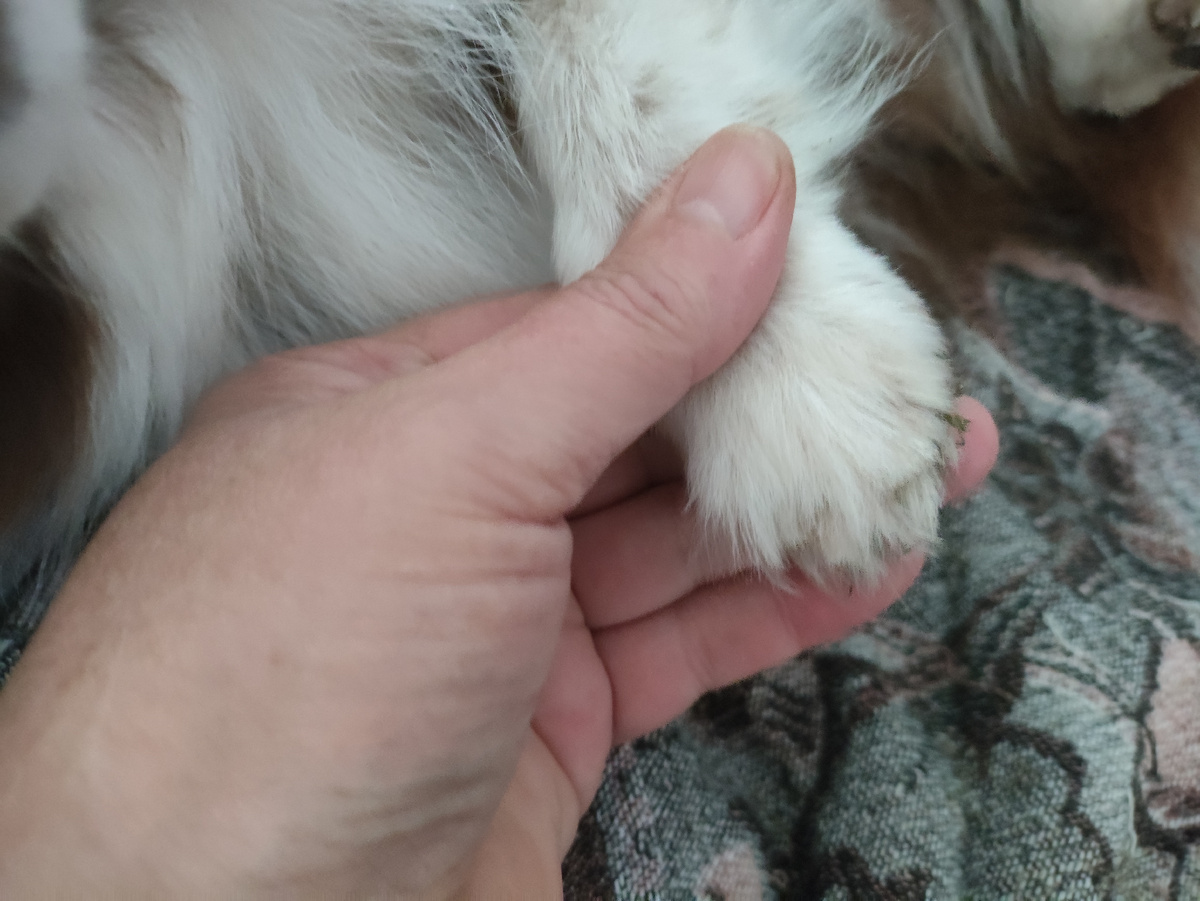 Правая лапка чуток кривовата получилась