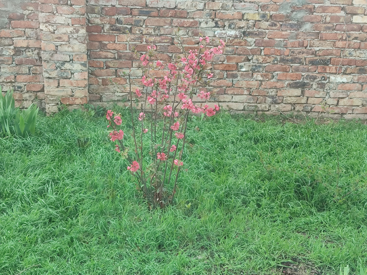 Любуюсь постоянно этим кустиком за окном... Он все ярче становится