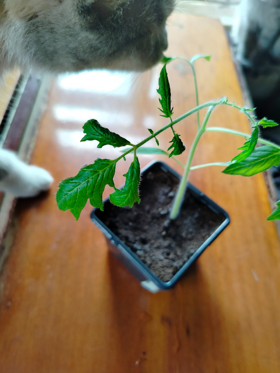 Маруся со мной рассаду проверяет.