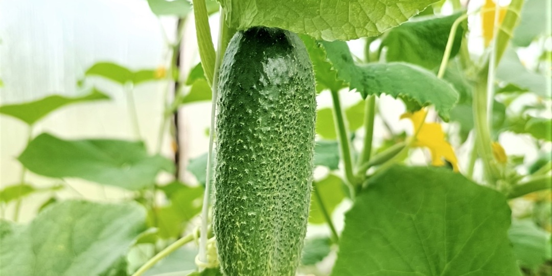 Лучшие сорта огурцов для посева в 2025 году: не горчат, не болеют, и дают ведро с куста