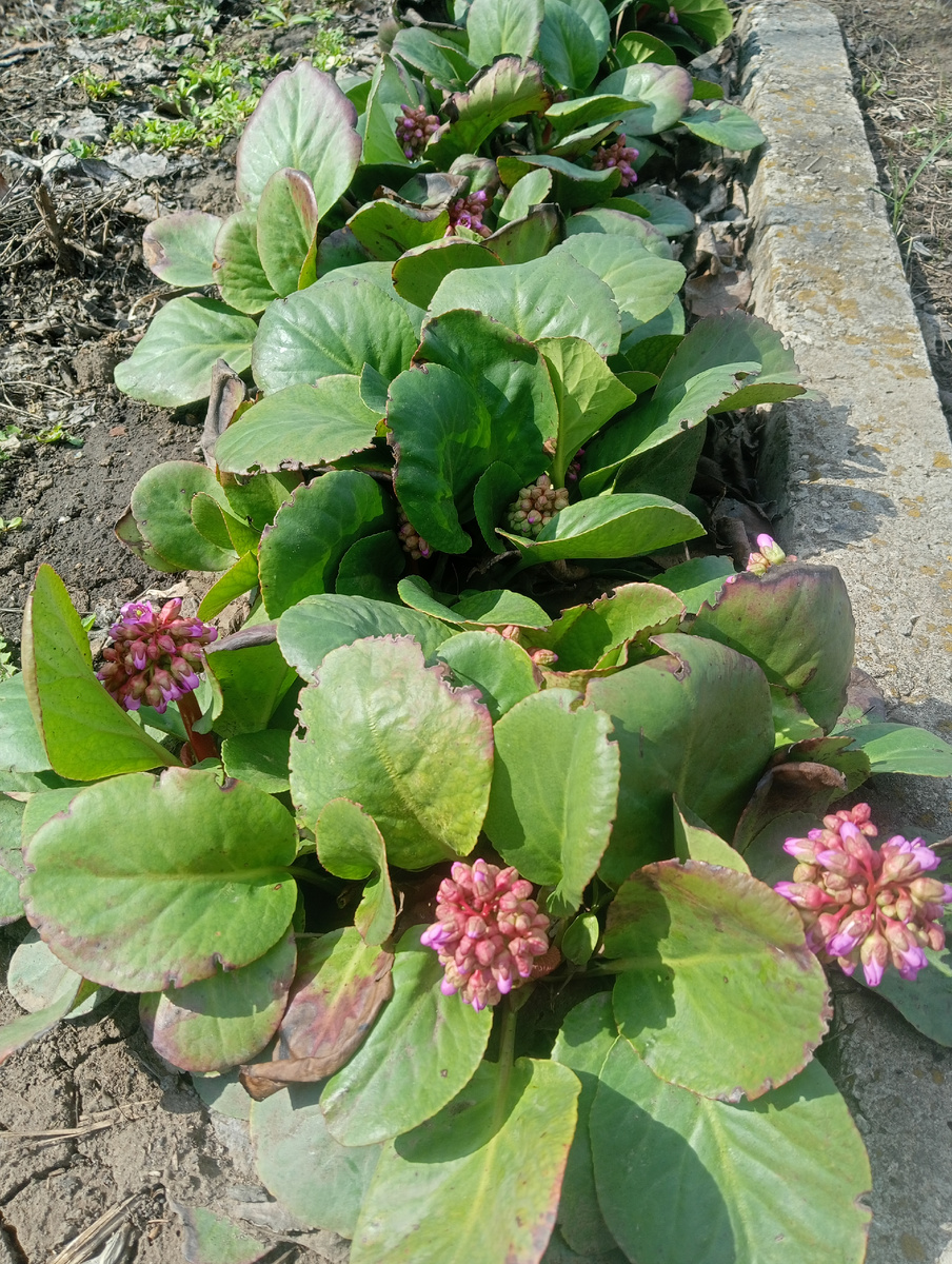 Дорожка из бадана вся в цвету. Укрываю его каждую ночь. Очень хочу сберечь эти красивейшие бутоны от мороза.